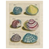 John Derian Decoupage Shells #60 (p 197)
