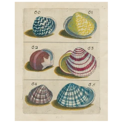 John Derian Decoupage Shells #60 (p 197)