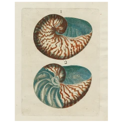 John Derian Decoupage Shells 1 (p 198)