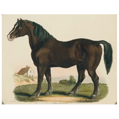 John Derian Dray Horse (p 211)