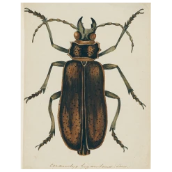 John Derian Brown Insect (p 212) Decoupage