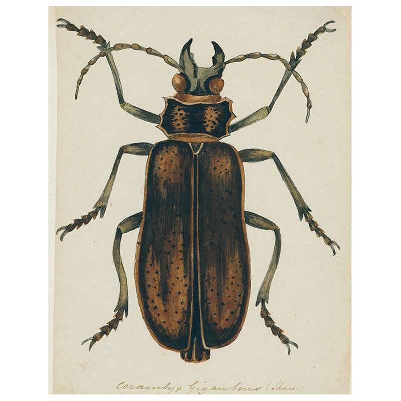 John Derian Brown Insect (p 212) Decoupage 3 John Derian Brown Insect (p 212) Decoupage