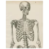John Derian Skeleton, Front View (p 217)