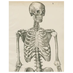 John Derian Skeleton, Front View (p 217)