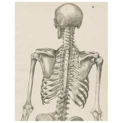 John Derian Skeleton, Back View (p 218)
