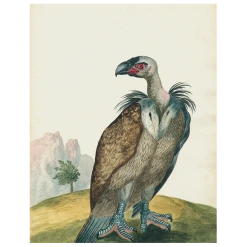 John Derian Griffo / Hillside (p 222)