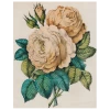 John Derian Sepia Rose (p 227) - FINAL SALE Valentine's Day
