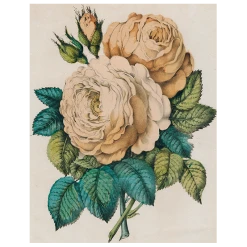 John Derian Sepia Rose (p 227) - FINAL SALE Valentine's Day