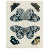 John Derian Decoupage Mirrored Butterfly (p 228)