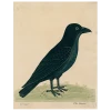 John Derian #8-Raven (Right) (p 229)