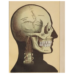 John Derian Decoupage Black Skull (p 231)