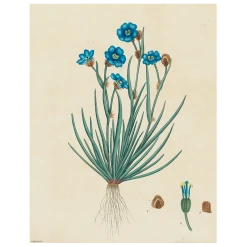 John Derian Blue Flowers (p 235)