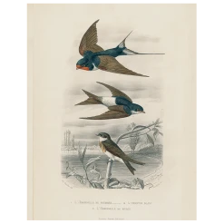 John Derian Decoupage Swallows (3 Birds) (p 236)