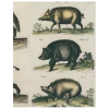 John Derian Black Boar / Wild Boar (p 244)
