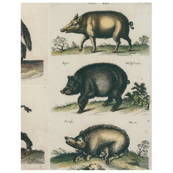 John Derian Black Boar / Wild Boar (p 244)