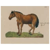 John Derian Horse Posing LIV (p 246) Decoupage