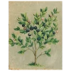 John Derian Blueberries (p 249)