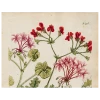 John Derian Decoupage Geranium 536 (p 253) 2 John Derian Decoupage Geranium 536 (p 253)