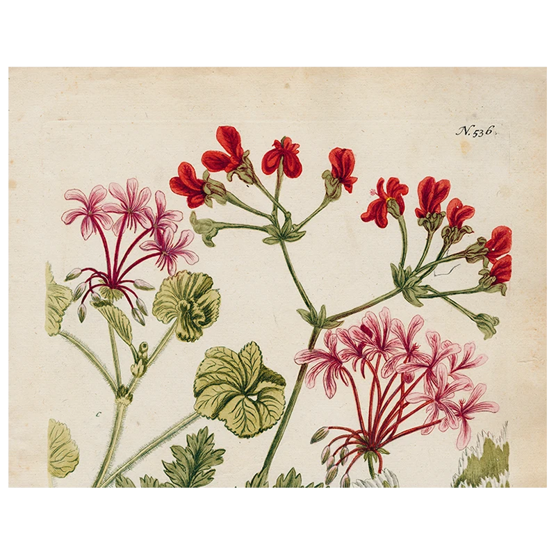 John Derian Decoupage Geranium 536 (p 253) 3 John Derian Decoupage Geranium 536 (p 253)