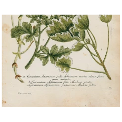 John Derian Geranium 536 (p 254) Decoupage