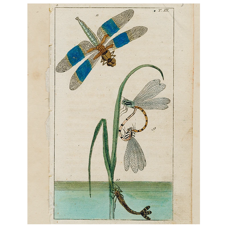 John Derian Dragonfly Over Water (p 257) 3 John Derian Dragonfly Over Water (p 257)