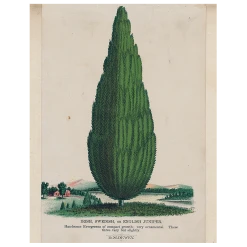 John Derian Decoupage Irish Juniper (p 259)