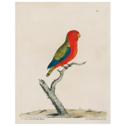 John Derian Parakeet (p 261)