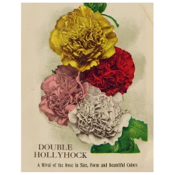 John Derian Decoupage Double Hollyhock (p 265)
