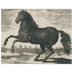 John Derian Decoupage Black Horse (p 269)