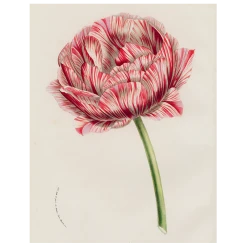John Derian Decoupage Double Tulip (p 271)