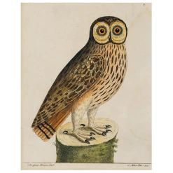 John Derian #1-Great Brown Owl (p 273)