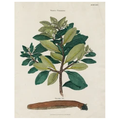 John Derian Winter Cinnamon (p 278)