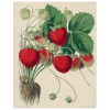 John Derian Strawberries (p 280)