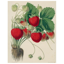 John Derian Strawberries (p 280)
