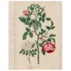 John Derian Rosa (p 282)