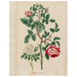 John Derian Rosa (p 282)