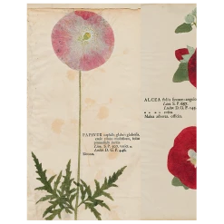John Derian Pink Poppy / Hollyhock / Iris (p 283) Decoupage