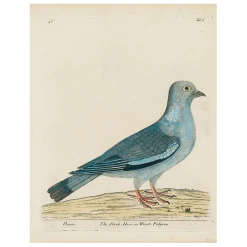 John Derian #15-Stock Dove (p 286) Decoupage