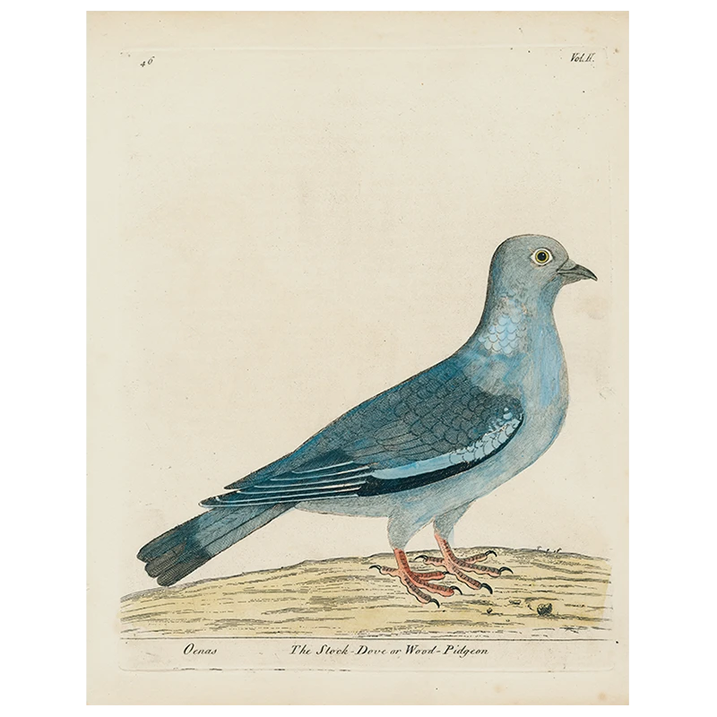 John Derian #15-Stock Dove (p 286) Decoupage 3 John Derian #15-Stock Dove (p 286) Decoupage