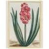 John Derian Hyacinth (p 287)