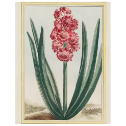 John Derian Hyacinth (p 287)