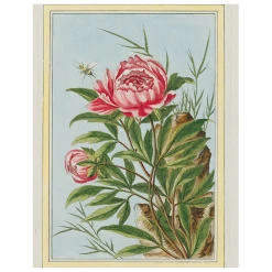 John Derian Peony (p 288)