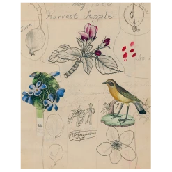 John Derian Harvest Apple (p 300)