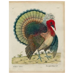 John Derian Decoupage Crefted Turkey (p 314)