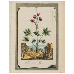 John Derian Decoupage Astrantia (p 316)