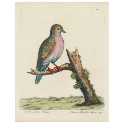 John Derian China Dove (p 318) Decoupage