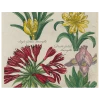 John Derian Daffodil / Iris / Golden Amaryllis / Double Amaryllis / Amaryllis / Peach Iris (p 320)