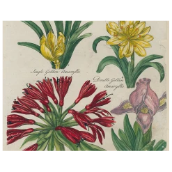 John Derian Daffodil / Iris / Golden Amaryllis / Double Amaryllis / Amaryllis / Peach Iris (p 320)