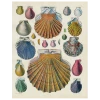 John Derian Scallops LXIV (64) (p 321)