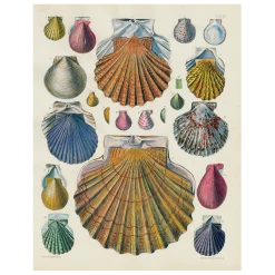 John Derian Scallops LXIV (64) (p 321)